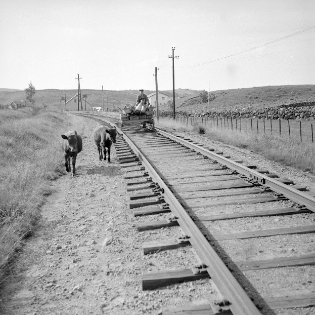 Schwarz-weßes Foto von zwei Kühen, die auf Eisenbahnschienen laufen, mit einer Person auf einem Fahrzeug im Vordergrund, Gras und einem Zaun auf beiden Seiten der Schienen und Häusern, Bäumen, Masten und Himmel im Hintergrund.