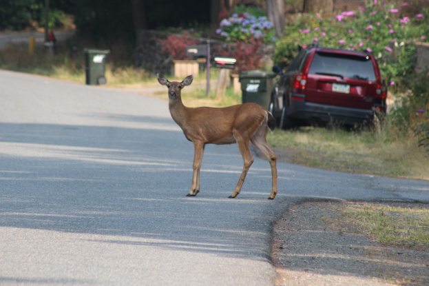 Ein Hirsch überquert eine Straße vor einem Haus, mit einem parkenden Auto auf der rechten Seite, umgeben von Bäumen, Pflanzen, Blumen und Mülltonnen.