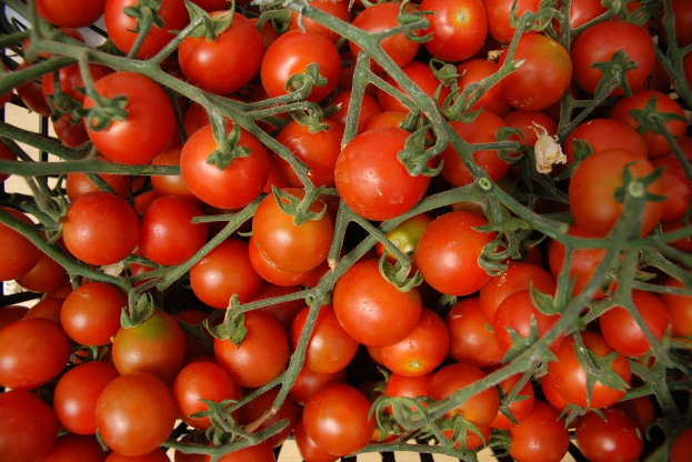 Eine Ansammlung verschiedener Tomaten.