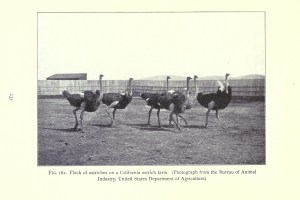 Eine Schar von Straußen auf einer kalifornischen Straußenfarm, mit einem Zaun, einem Haus und dem Himmel im Hintergrund und Text unten.