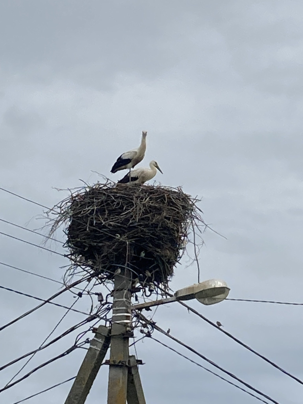 Zwei Weißstörche auf einem Nest auf einer Strommast sitzend, beleuchtet von einer Straßenlaterne, mit Drähten entlang der Mast und dem Himmel im Hintergrund.