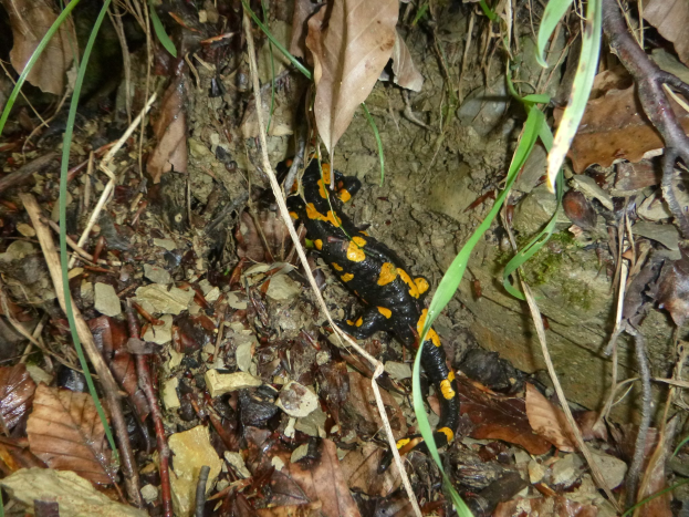 Europ├Ąischer Feuersalamander sitzend auf dem Waldboden zwischen trockenen Bl├Ąttern, Zweigen und Pflanzen.