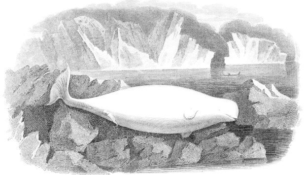 Schwarze und weiße Zeichnung eines Wals, der auf einem Felsen in eisigen Gewässern ruht, mit Eisbergen im Hintergrund und Text unten.