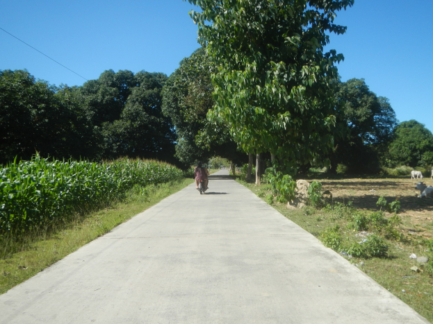 Eine Person fährt mit dem Fahrrad eine von Bäumen gesäumte Straße entlang, im Hintergrund grasen Tiere unter einem klaren blauen Himmel.