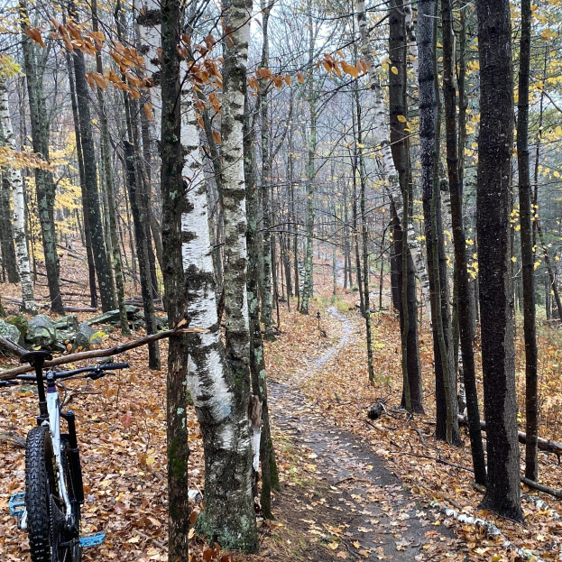 Ein Mountainbike steht am Rand eines bewaldeten Pfades mit Bäumen und Laub, der Himmel ist im Hintergrund zu sehen.